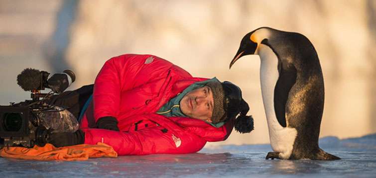 Putování tučňáků se vrací do kin. Oscarový film namluvil Tomáš Hanák