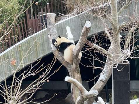 Hravá panda v ZOO Kodaň