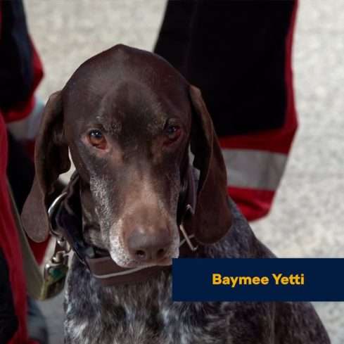 Baylee Yetti (5), Ohař