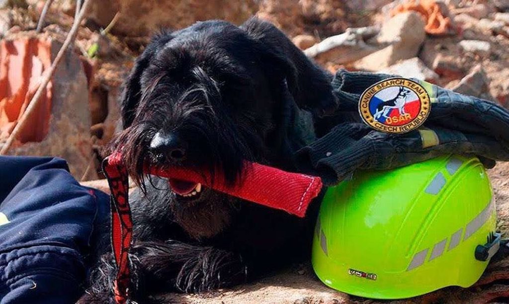 Při zemětřesení v Turecku pomáhají českým záchranářům vycvičení psi